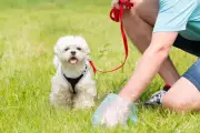 Statewide Shortage of Dog Poo Bags Sparks Concerns in Western Australia