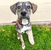 Three-Legged Dog Pixel Returned to RSPCA WA After Just One Night in New Home