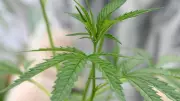 Tinaroo Man Jailed After Judge Rejects Legal Cannabis Business Excuse