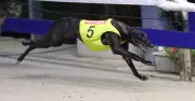 Todd Barnes Shines in Magic Maiden as Greyhound Racing Thrives in NSW