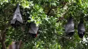 Townsville Council Unveils Plan to Manage Flying Fox Population