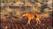 WA Rangers Authorised to Kill Problem Dingoes After Three Tourist Attacks