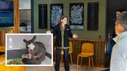 WA Wildlife Hospital Marks Fifth Birthday with Over 32,000 Animals Treated