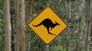 Wildlife Collisions in Geelong Surge 87% Amid Urban Growth Boom