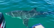 Wollongong fisherman's close encounter with 6m great white shark