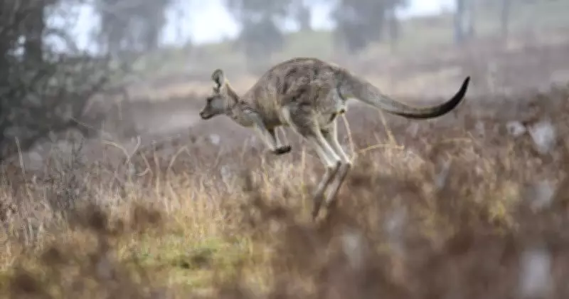 ACT Kangaroo Cull Practices Shock Residents: Letters Highlight Concerns