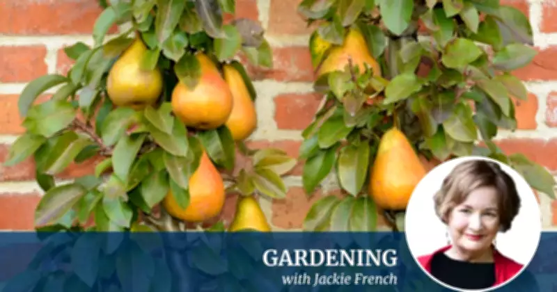 Adapting Canberra Gardens to Warmer Winters: Expert Tips