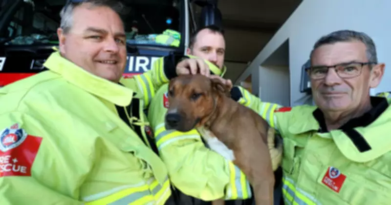 Albion Park Firefighters Rescue Dog Trapped Between Two Walls