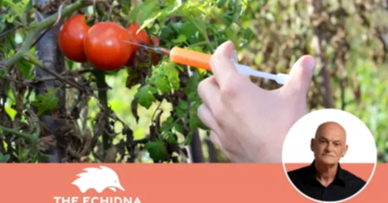 Australia Approves Genetically Modified Purple Tomato for Sale