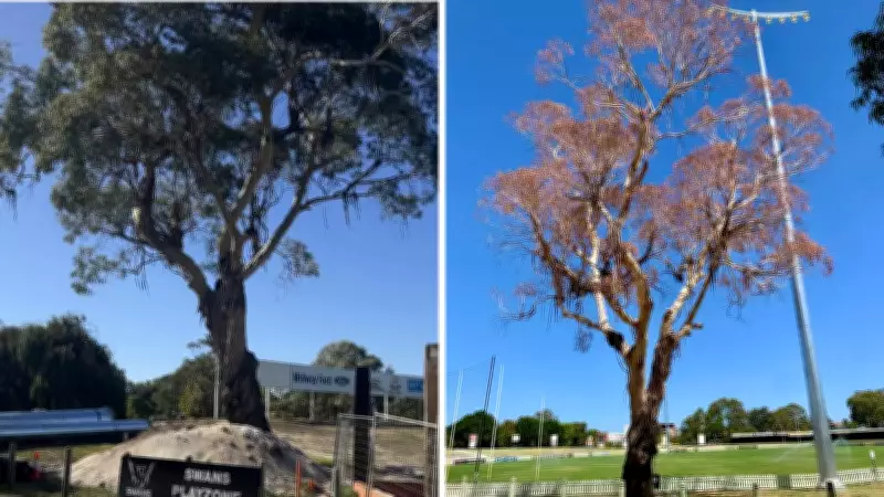Bassendean Oval’s 75-Year-Old River Red Gum Tree to Be Removed