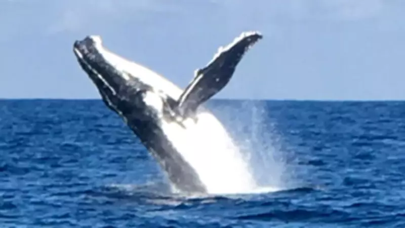 Boaters Warned to Stay Clear of Whales as Threatened Species Returns