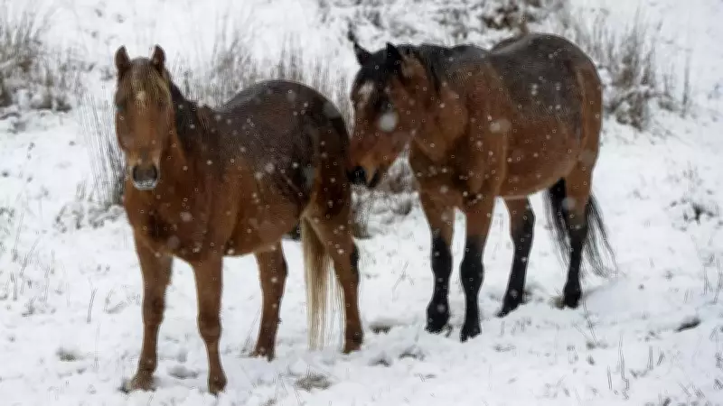 Brumby Numbers Surge in Kosciuszko National Park Despite Culling Efforts