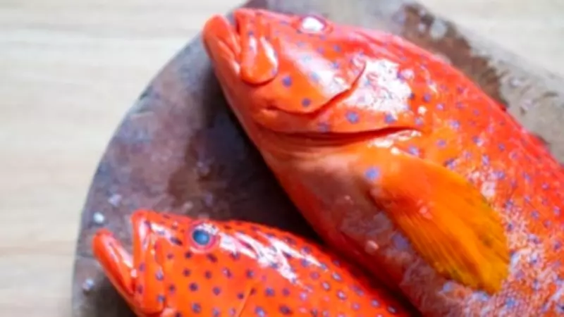 Ciguatera Warning Issued After Poisoning Cases in Cassowary Coast