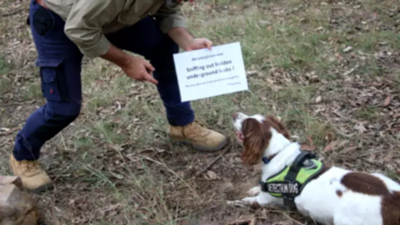 Cook Shire Council Uses Sniffer Dog to Find Costly Underground Leaks