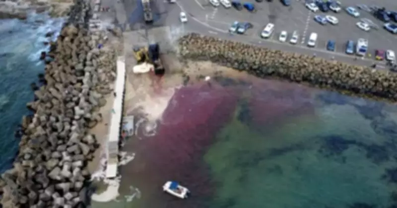Council Blocked from Alerting Public About Bellambi Whale Bloodbath