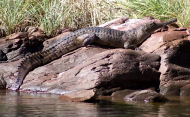 Crocodile Attack at Lake Argyle Leaves Man Injured