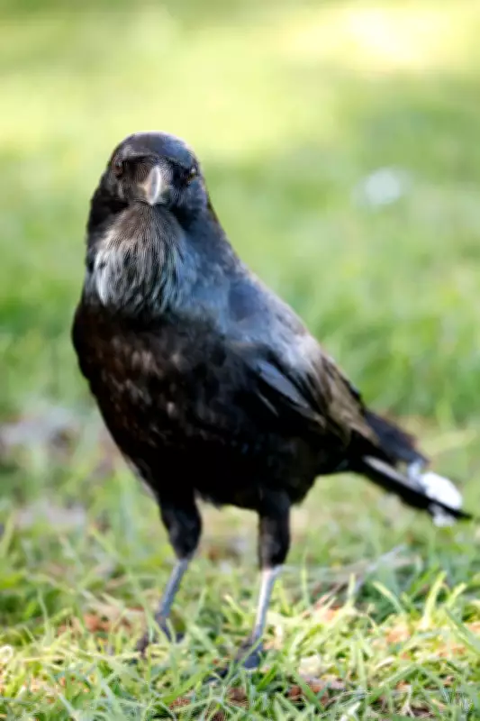 Crows Top List of Most Spotted Birds in Western Australia
