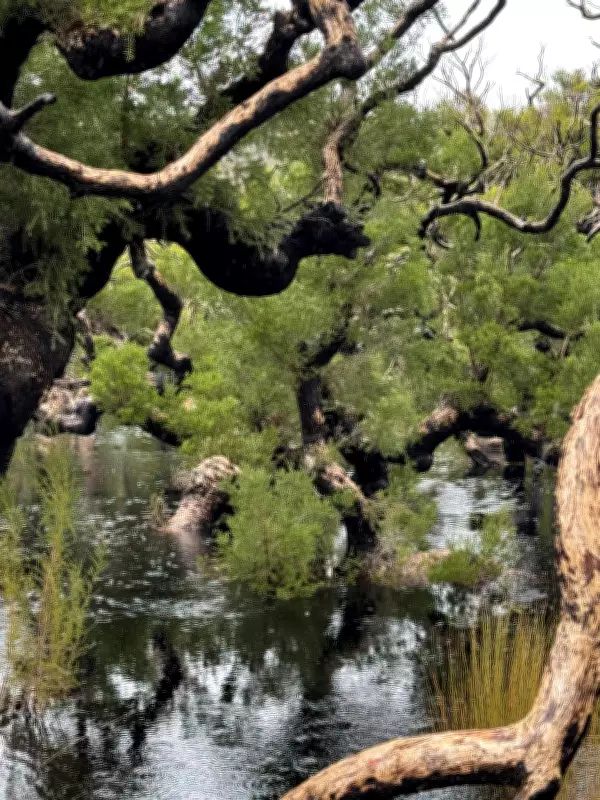 Discover Australia's Hidden Gems with Sabrina Hahn's Garden Tours