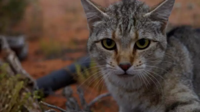 EPA approves Covalent's plan to cull feral cats and foxes for lithium mine