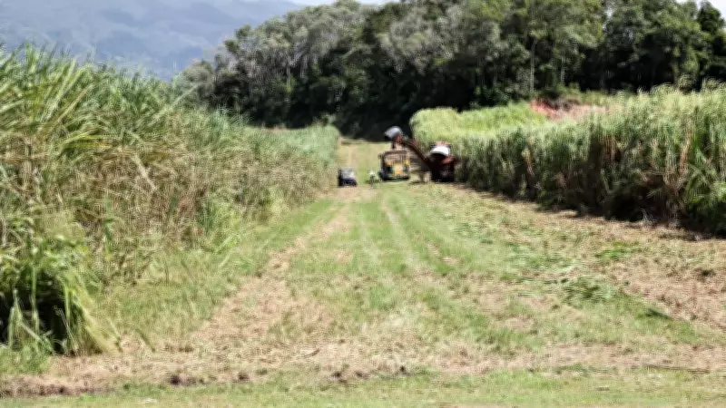 First Bana Grass Harvest Brings Hope to Mossman Farmers