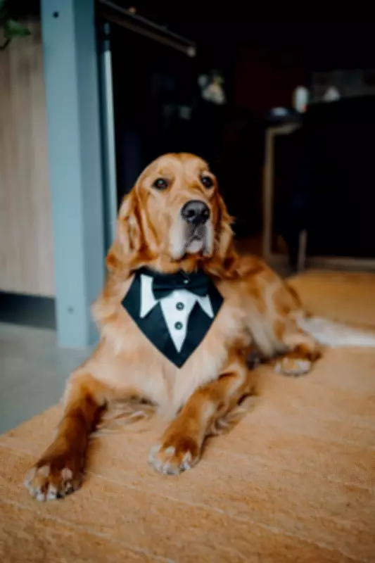 Fur Baby Steals Spotlight at Pickering Brook Wedding Ceremony