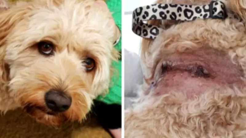 Geelong Dog Owner Warns After Labradoodle Mauled by Pit Bulls