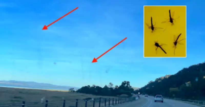 Lake George Midge Swarms Suspected in Smoke Column Mystery