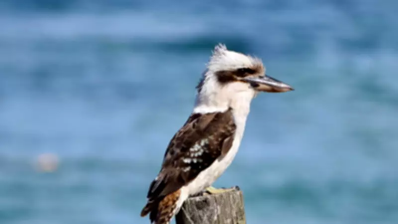 Magpies and Possums Under Threat in Geelong's Urban Sprawl