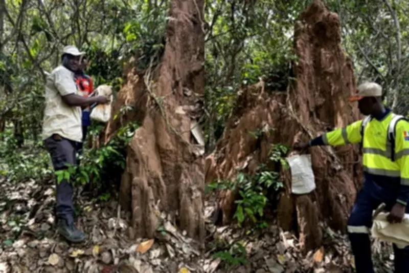 MetalsGrove Expands Gold Footprint to 18km System in Côte d’Ivoire