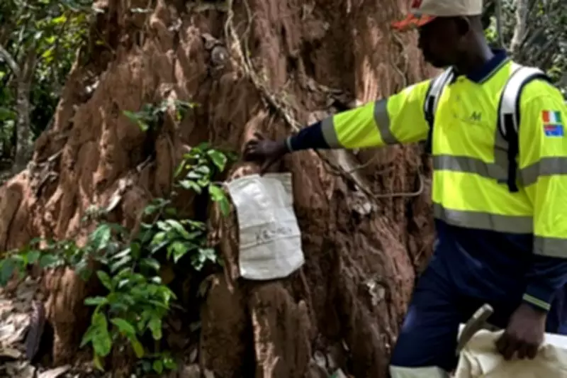 MetalsGrove Mining Hits Major Gold Anomalies at Côte d’Ivoire Project