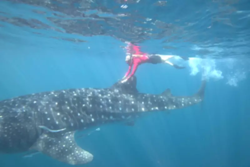 Murdoch Study Finds Drones Do Not Disturb Whale Sharks at Ningaloo Reef