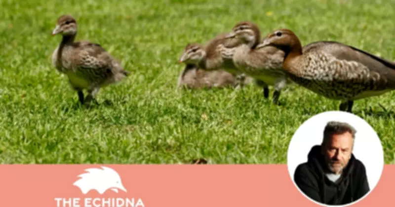 Neighbours’ War on Wood Ducks: Why Lasers and Decoys Fail