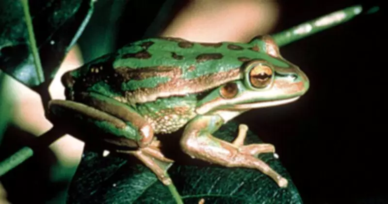 Newcastle Uni's Rapid Chytrid Test Targets Deadly Frog Fungus