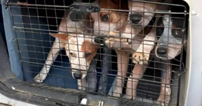 Nowra Woman Banned 10 Years for 45 Animal Cruelty Offences