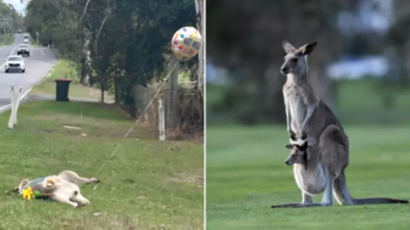 Outrage as 'Get Well Soon' Balloon Tied to Dead Kangaroo