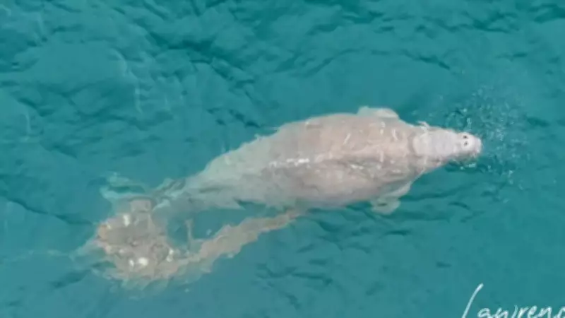 Race Against Rising Tide to Free Dugong Trapped in Ghost Net Off Coast