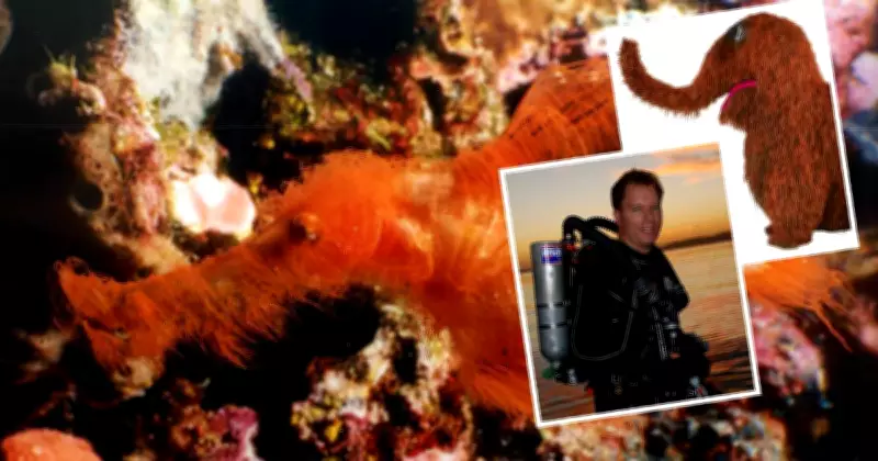 Rare Snuffleupagus Fish Rediscovered After 25-Year Search