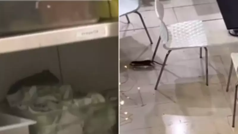 Rat Infestation Grips Westfield Bondi Junction Food Court