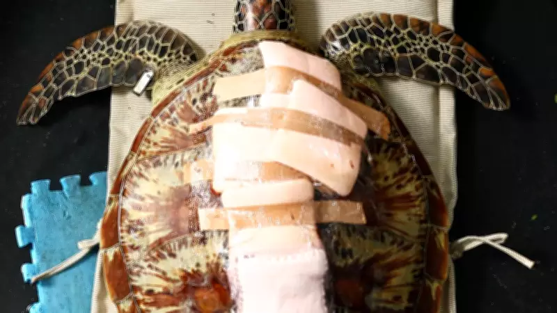 Rescuers Treat Turtle with Worst Boat Strike Injuries