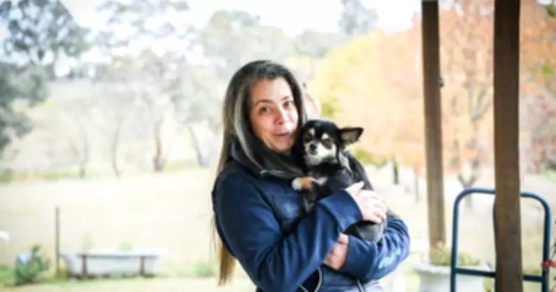 Tiny Chihuahua Survives Canberra's Busy Roads After Being Hit by Car