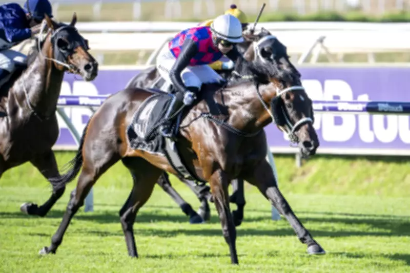 Twain's Angel impresses in Ascot trial ahead of winter sprint features