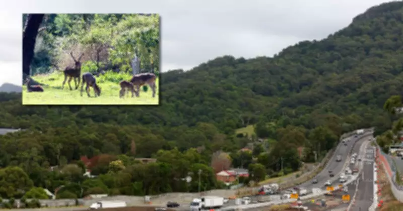 UOW Resumes Deer Shooting on Campus Land Amid Safety Concerns
