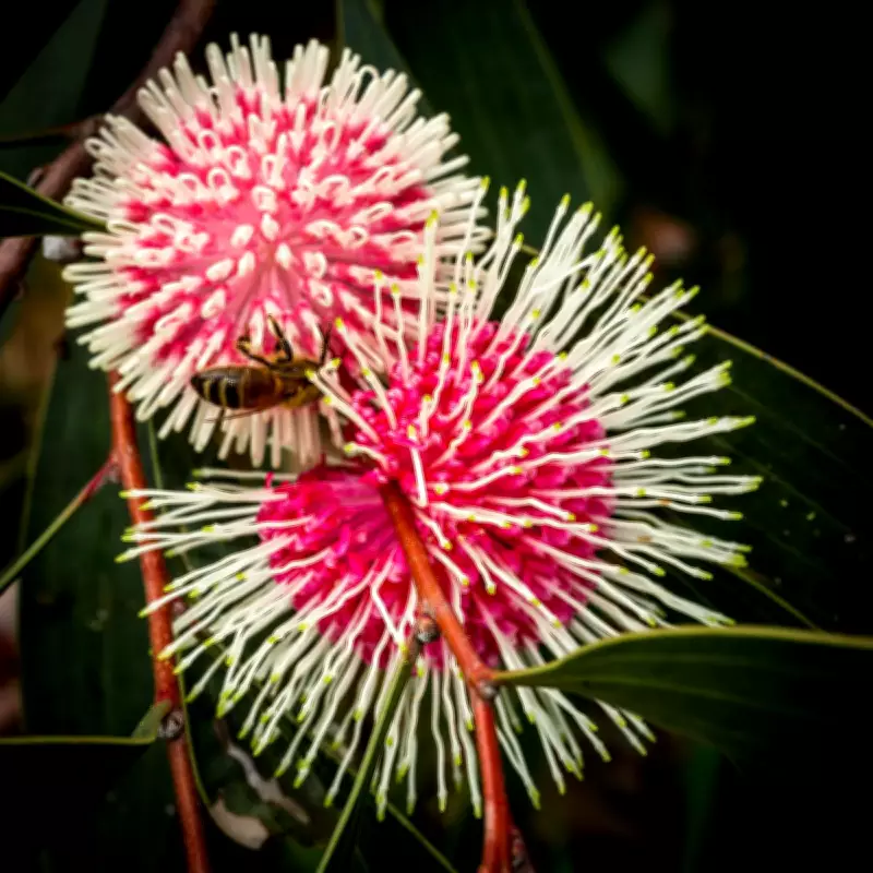 WA Beekeeper Produces Honey More Potent Than Manuka, Sells for $300/kg