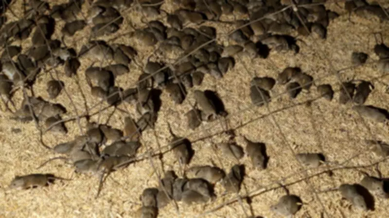 WA Mouse Plague Horror Stories Emerge as Infestation Worsens