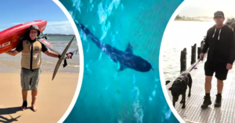 Whale Migration Puts Illawarra Swimmers at Risk, Sparks Blame Game