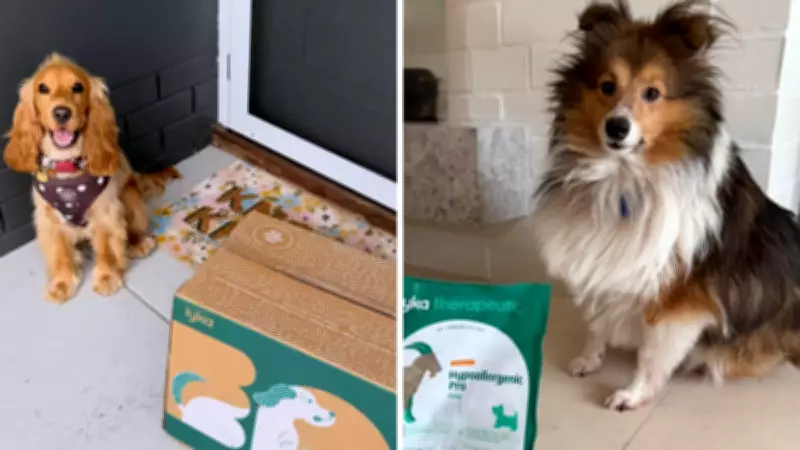 Why Your Dog's Itching Might Be Caused by Their Food