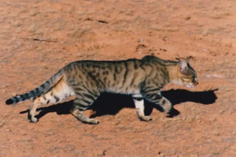 Winter Blitz Planned to Eradicate Feral Cats from Kangaroo Island