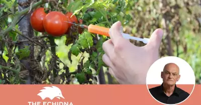 Australia Approves Genetically Modified Purple Tomato for Sale