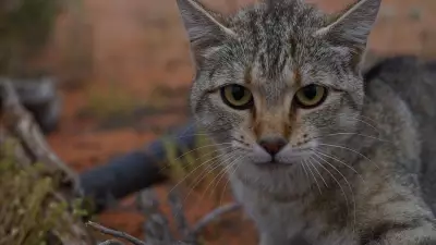 EPA approves Covalent's plan to cull feral cats and foxes for lithium mine