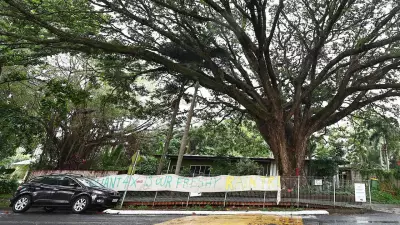 Freshwater raintree activists challenge council's tree decision as unlawful